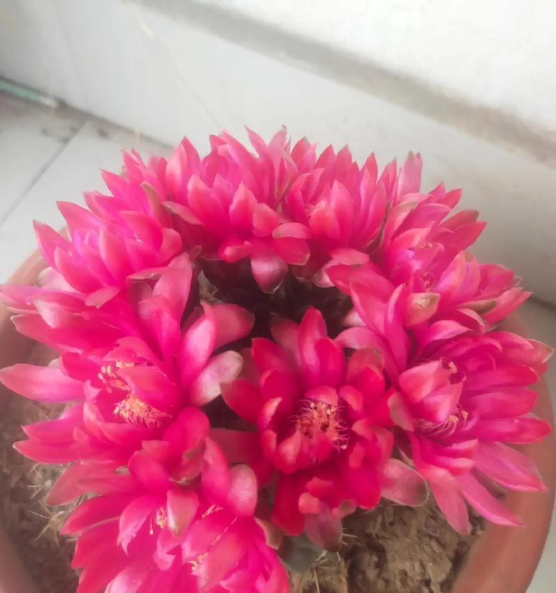 仙人球开花的白色寓意（揭示仙人球盛放白花所蕴含的美好寓意）