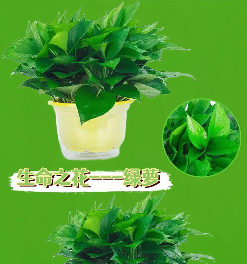 绿萝开花的奇迹（揭示绿萝开花背后的花语）