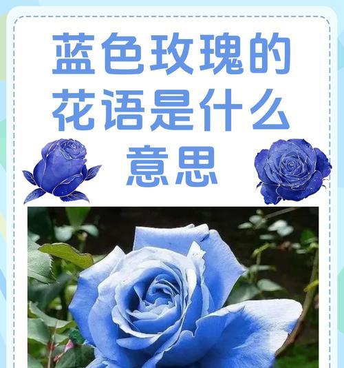 玫瑰花的数量代表的含义（玫瑰花数量的隐藏意义和社交规矩）