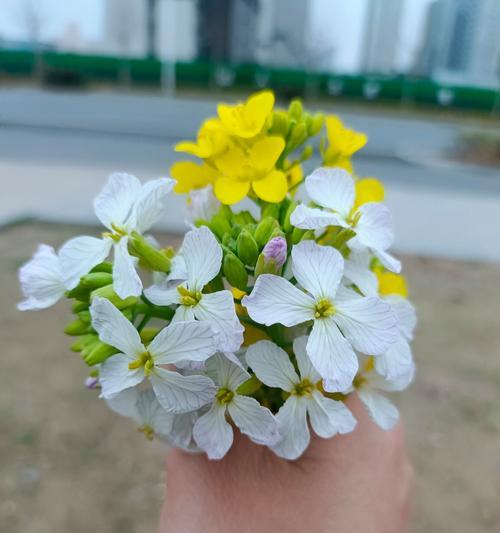 原谅我，爱的花语（用鲜花诉说内心，释放原谅的力量）