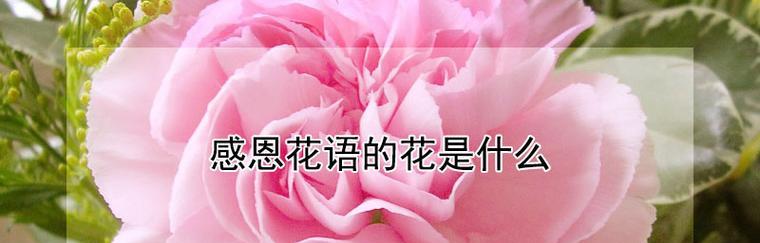 原谅我，爱的花语（用鲜花诉说内心，释放原谅的力量）