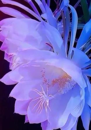 执着之花（以百合花为象征，展现人们对坚持的追求和信念）