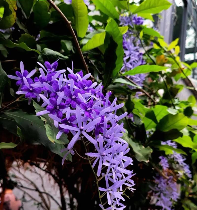 执着之花（以百合花为象征，展现人们对坚持的追求和信念）