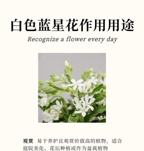 以蓝色妖姬的花语表达思念之情（适合送给特别的人——传递深情的花语）