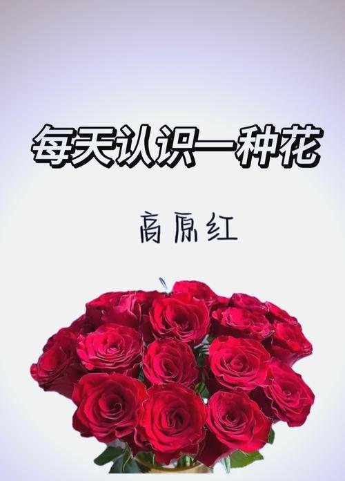 红玫瑰花语大全及寓意（红玫瑰花语的浪漫和情感之意）