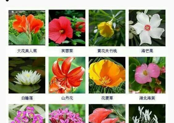 花开祝福，美好无边（以花语传递无尽祝福，喜讯随春风而至）