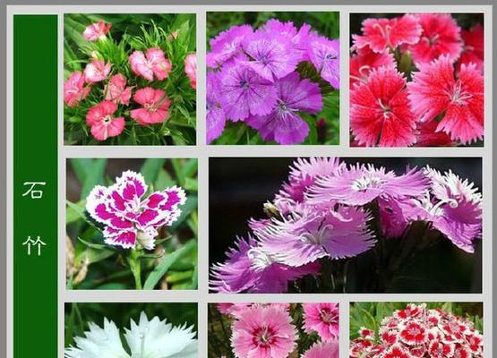 花开祝福，美好无边（以花语传递无尽祝福，喜讯随春风而至）