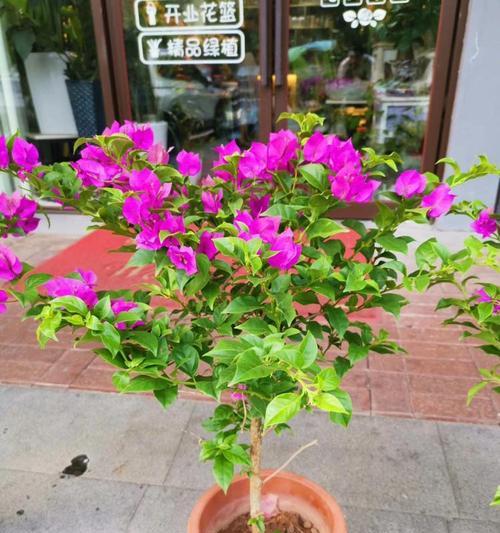 多头康乃馨（盛开的花朵，传递无尽的情感）