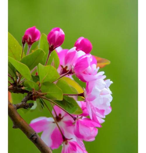 虎尾兰开花的寓意及象征（探索虎尾兰花开的秘密，解读美丽背后的象征意义）