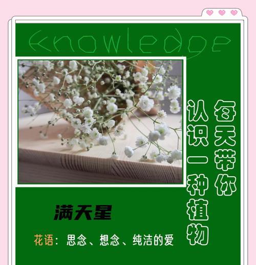 满天星花语（满天星花语的丰富意义与传承）