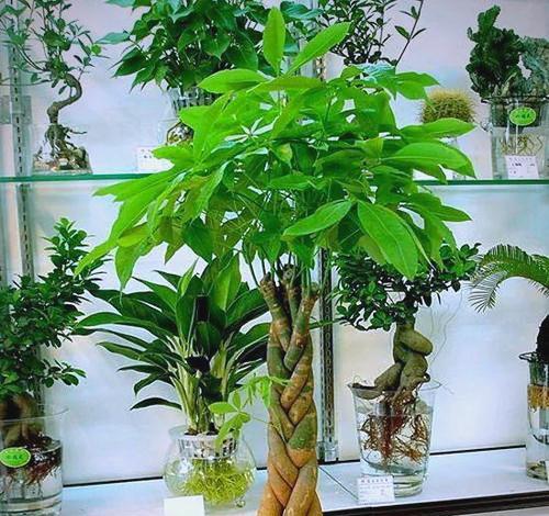 发财树的寓意与象征风水（招财进宝，生意兴隆，风水宝地）