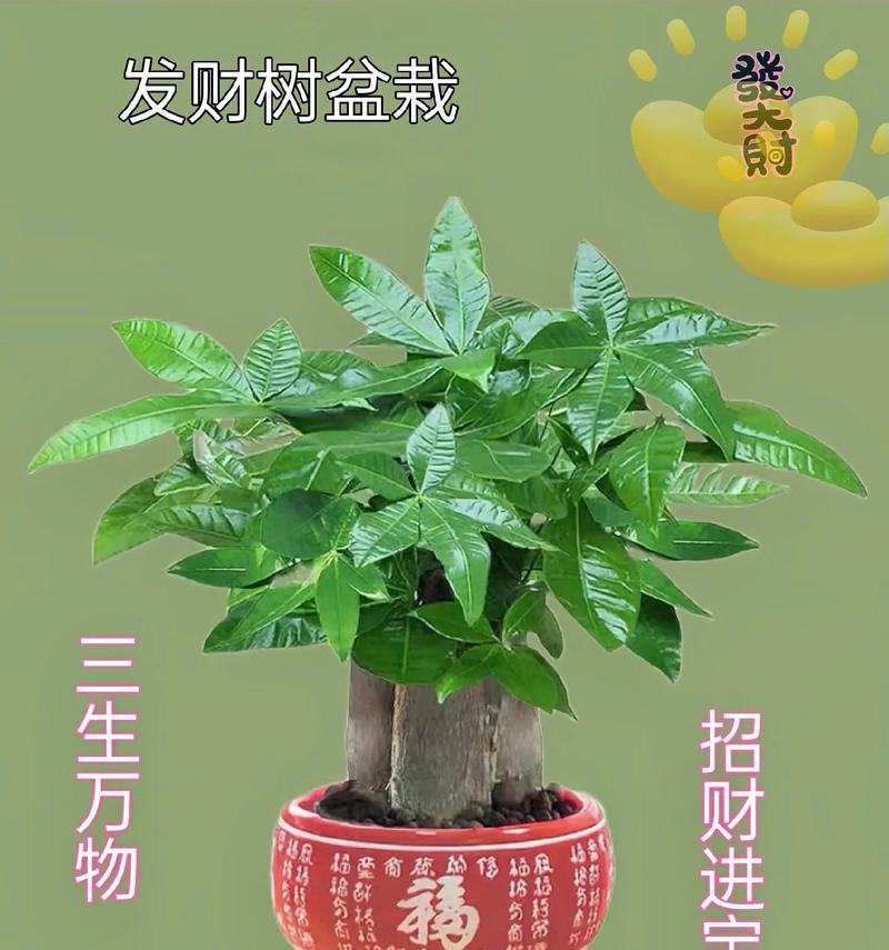 发财树的寓意与象征风水（招财进宝，生意兴隆，风水宝地）