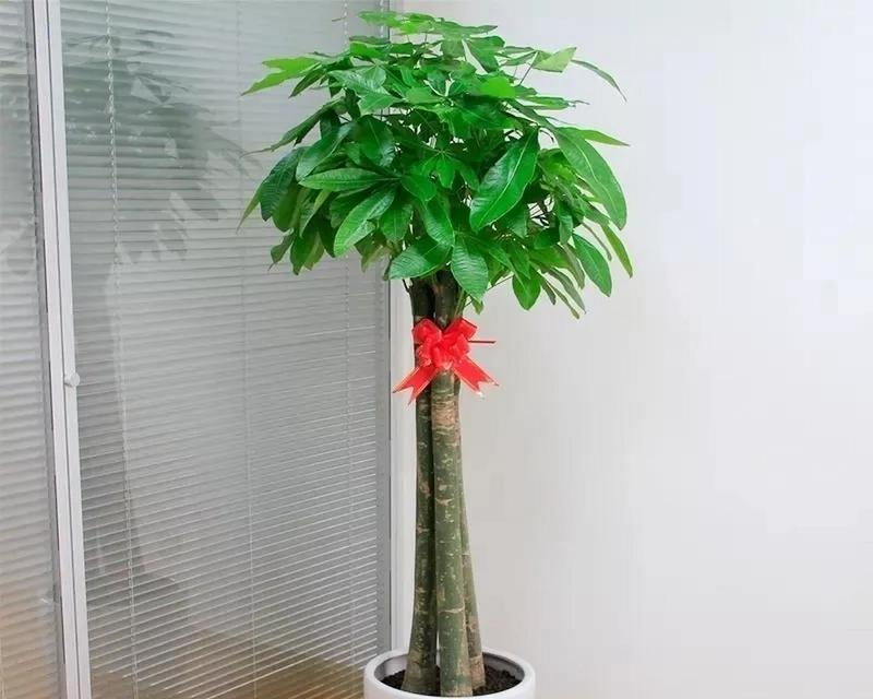发财树的寓意与象征风水（招财进宝，生意兴隆，风水宝地）