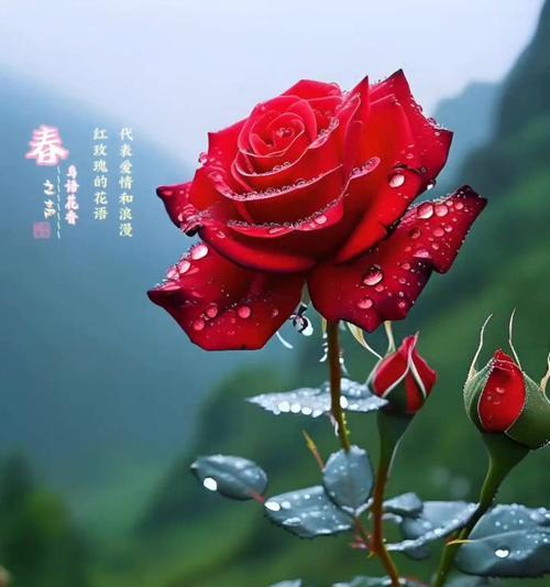 哪些象征爱情的花适合在家养植？