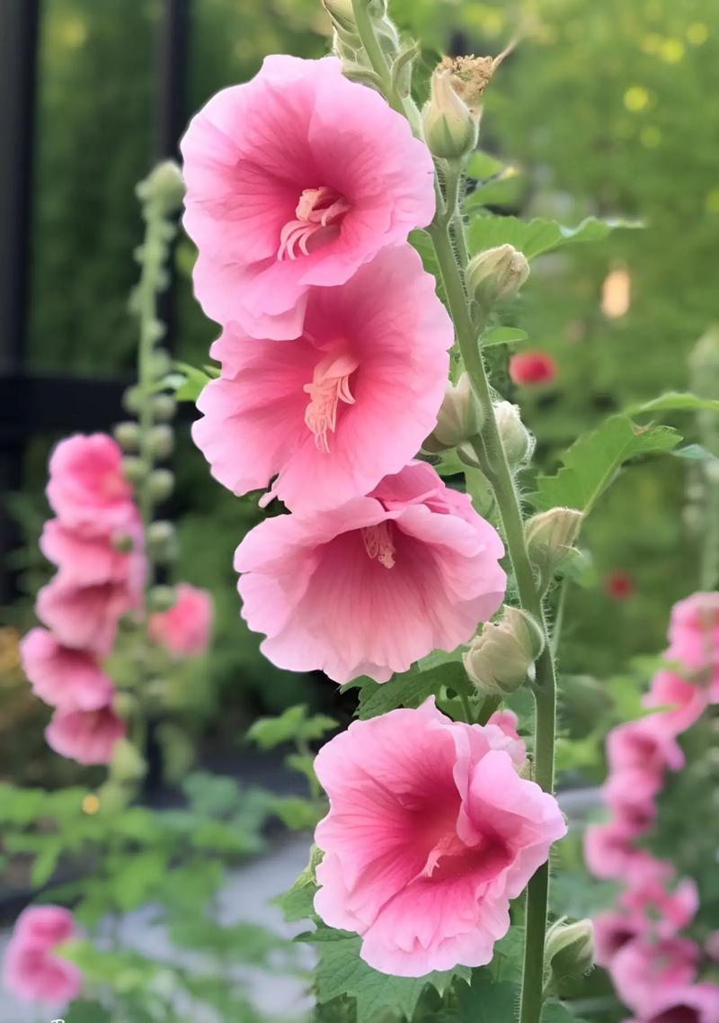 端午节送花给爱人有何寓意？传统意义是什么？