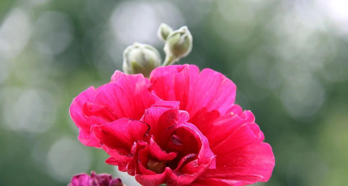 端午节送花给爱人有何寓意？传统意义是什么？