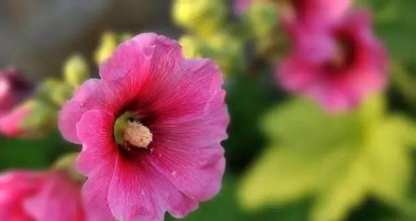 端午节送花给爱人有何寓意？传统意义是什么？