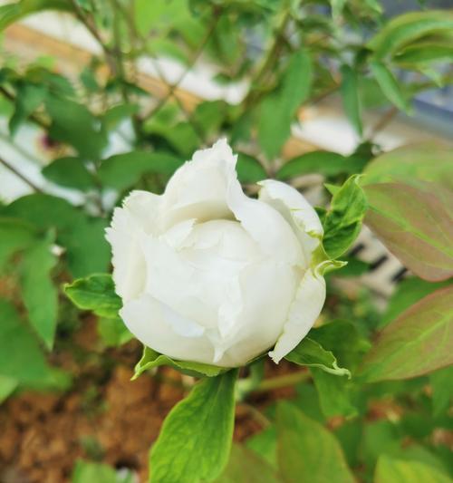 哪种白色花朵象征着王权？