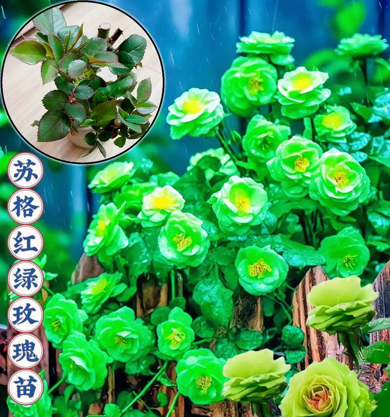 一支绿色的玫瑰花代表什么含义？