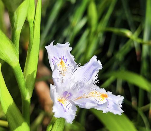 蝴蝶花的浪漫花语是什么？蝴蝶花代表什么寓意？
