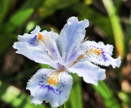 蝴蝶花的浪漫花语是什么？蝴蝶花代表什么寓意？