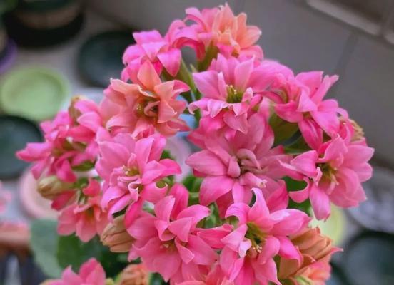 辉煌长寿花的含意和寓意是什么？它在庆祝场合中代表什么？