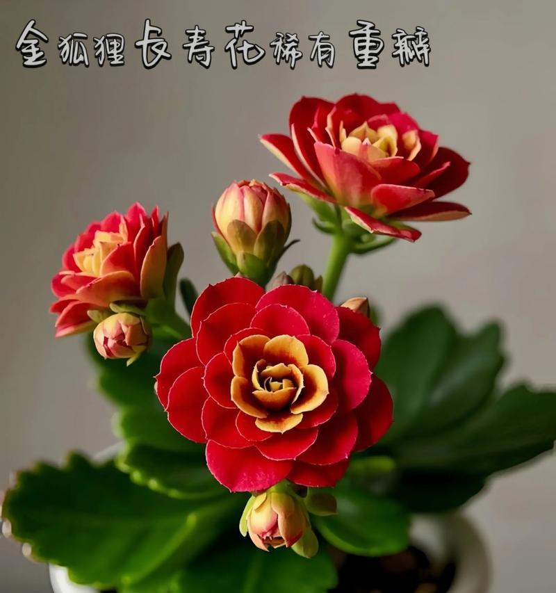 辉煌长寿花的含意和寓意是什么？它在庆祝场合中代表什么？