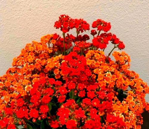 辉煌长寿花的含意和寓意是什么？它在庆祝场合中代表什么？