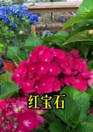 红色绣球花的简介和寓意是什么？