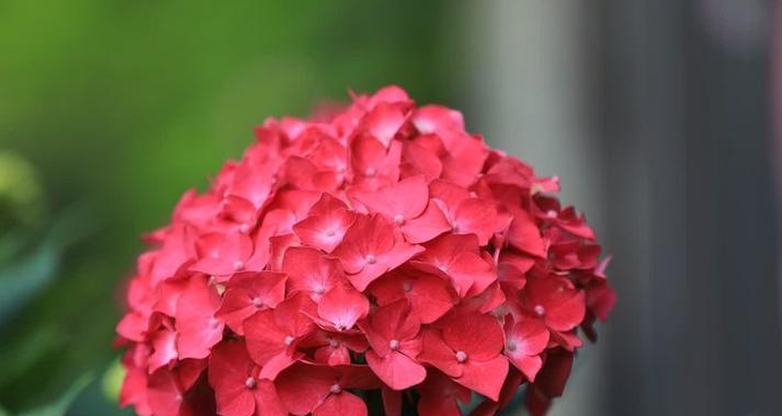 红色绣球花的简介和寓意是什么？