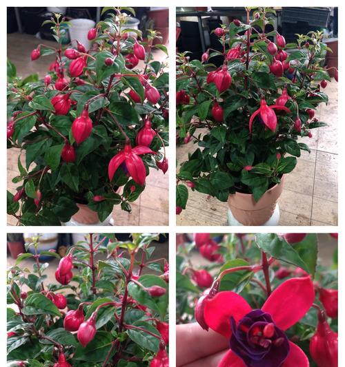 多颜色灯笼花有哪些寓意？灯笼花的花语是什么？