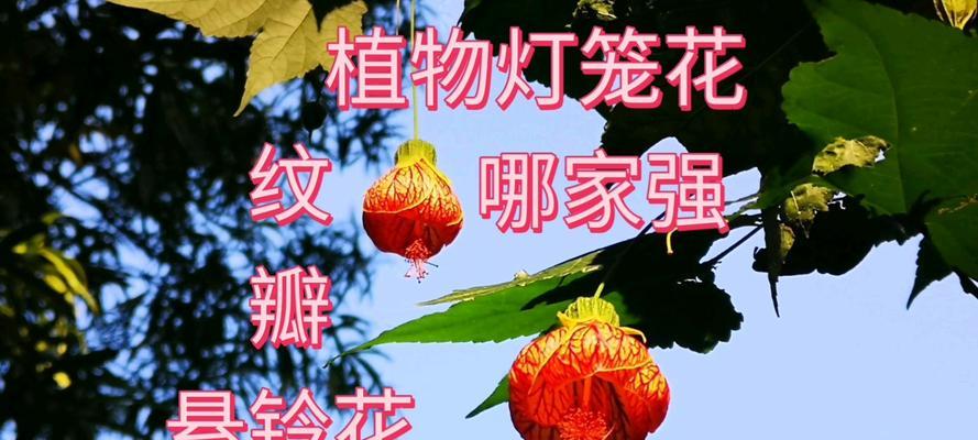 多颜色灯笼花有哪些寓意？灯笼花的花语是什么？