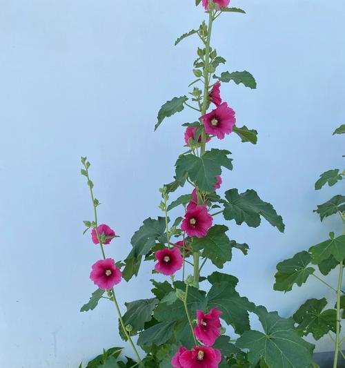 七夕节传统象征花卉有哪些？