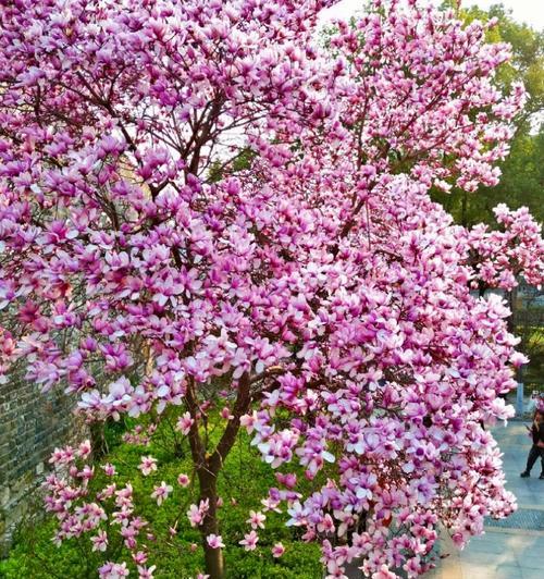 哪种花象征忠贞爱情？忠贞爱情的花有哪些？