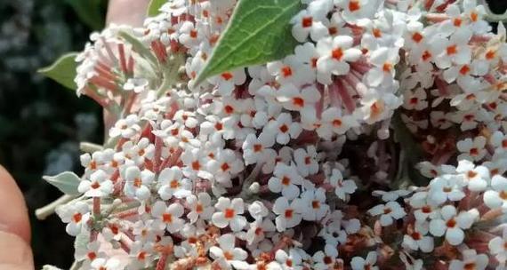 哪种花象征忠贞爱情？忠贞爱情的花有哪些？