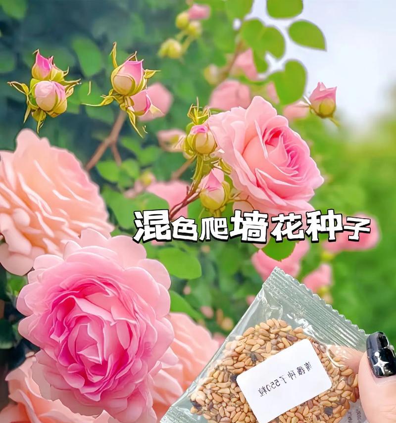 7朵粉红色蔷薇花代表什么？有何特别含义？