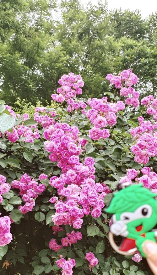 7朵粉红色蔷薇花代表什么？有何特别含义？