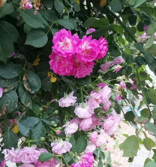 7朵粉红色蔷薇花代表什么？有何特别含义？