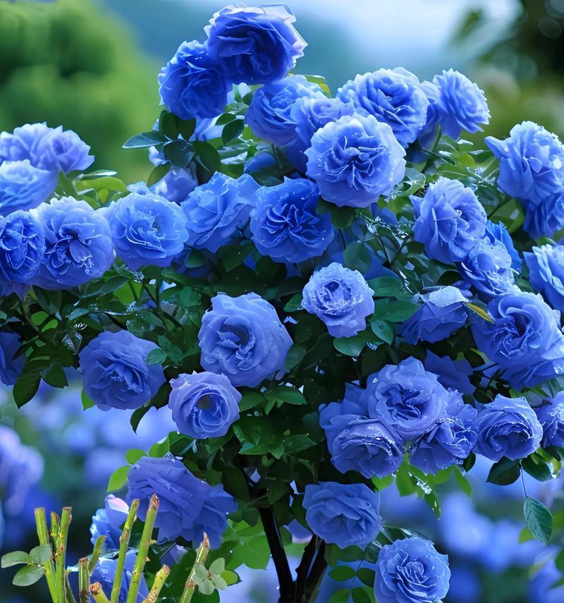 蓝色花朵代表什么意义？蓝色花语有哪些？