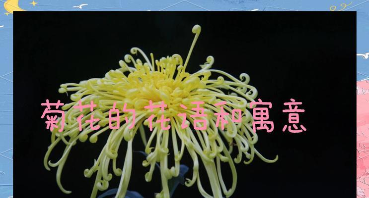 情人节送菊花有什么寓意？菊花在情人节的花语是什么？