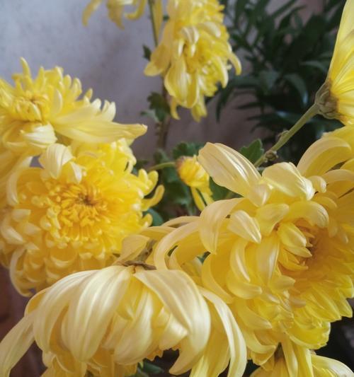 情人节送菊花有什么寓意？菊花在情人节的花语是什么？