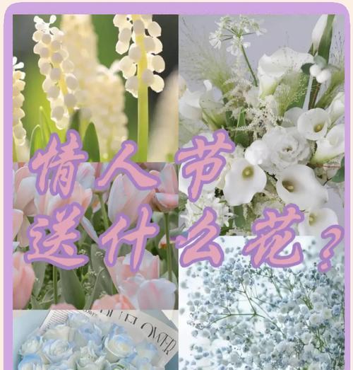 情人节送菊花有什么寓意？菊花在情人节的花语是什么？