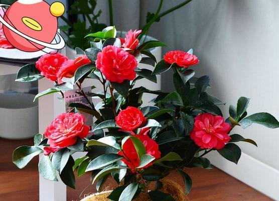 什么花象征吉祥？吉祥寓意的花有哪些？