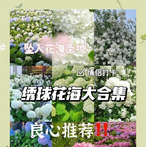 绣球花的背景是什么？绣球花的意义和文化含义是什么？