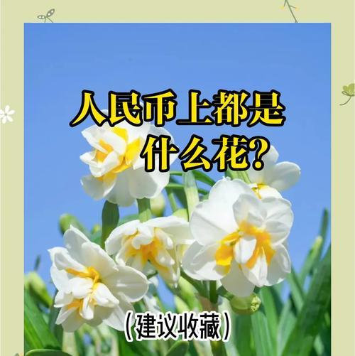 哪些花象征富贵满堂？富贵花的寓意是什么？