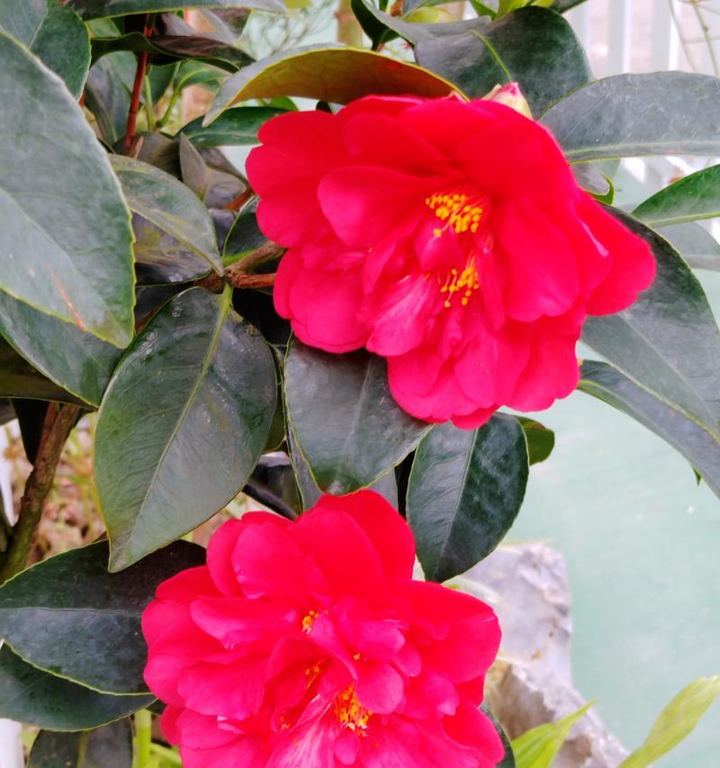 哪些花象征富贵满堂？富贵花的寓意是什么？
