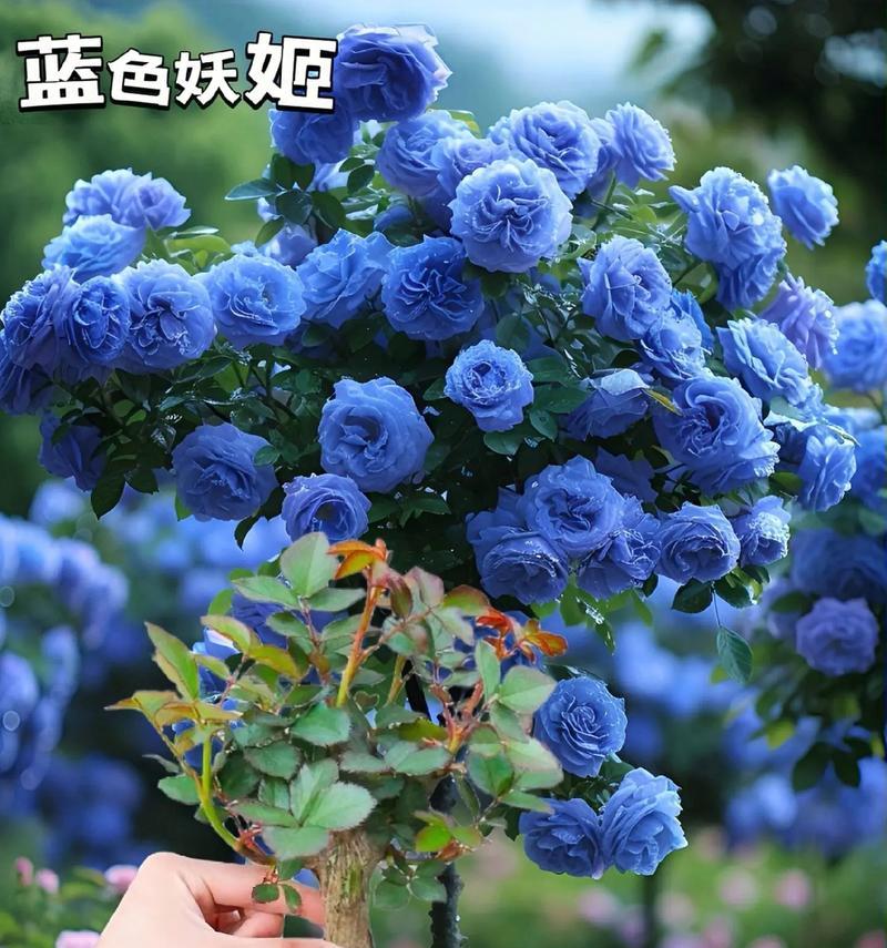 冰点玫瑰蓝色代表了哪些花语？