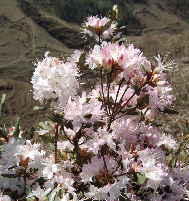 索马花颜色的意义是什么？索马花的色彩象征着什么？