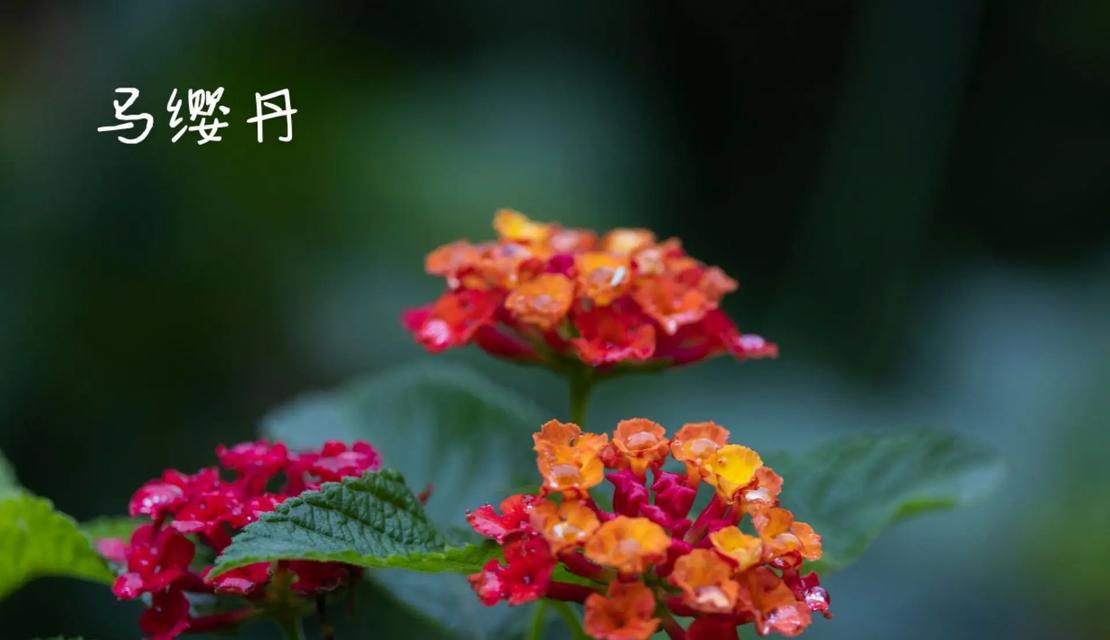 索马花颜色的意义是什么？索马花的色彩象征着什么？