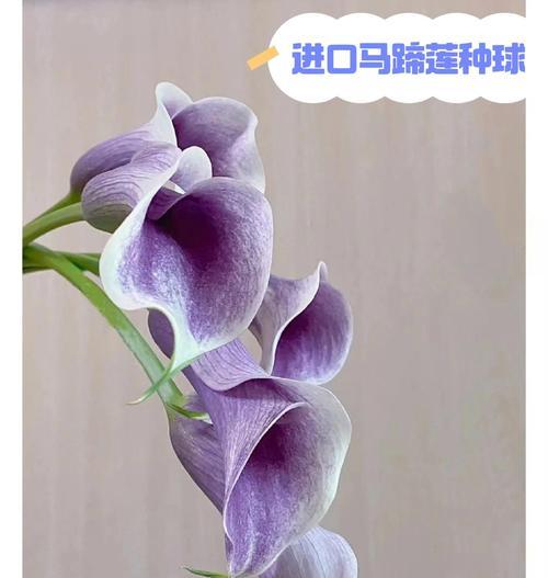 索马花颜色的意义是什么？索马花的色彩象征着什么？